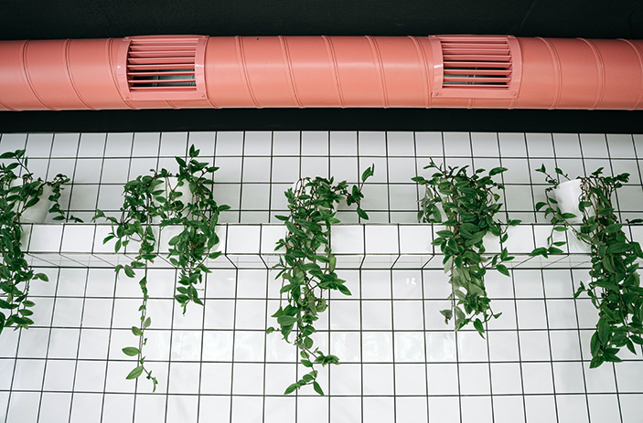 Ventilation pipe and plants