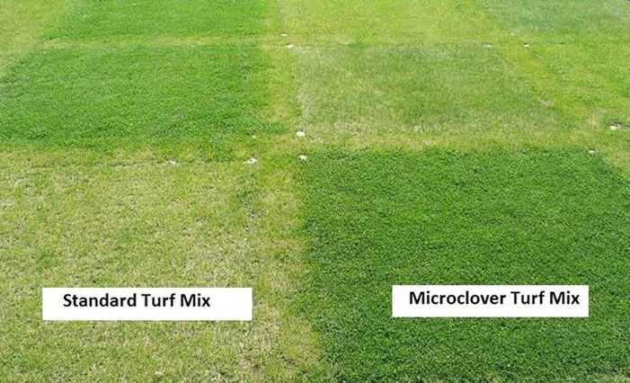 STRI Trial of Microclover vs Standard Turf Mix