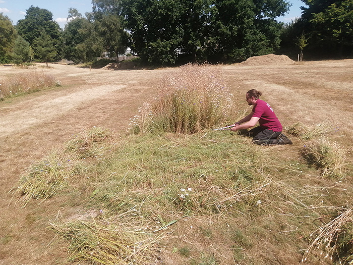 The meadow being trimmed once the flowering period was over