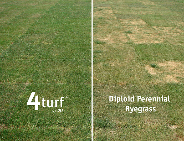 Image shows 4Turf summer drought tolerance