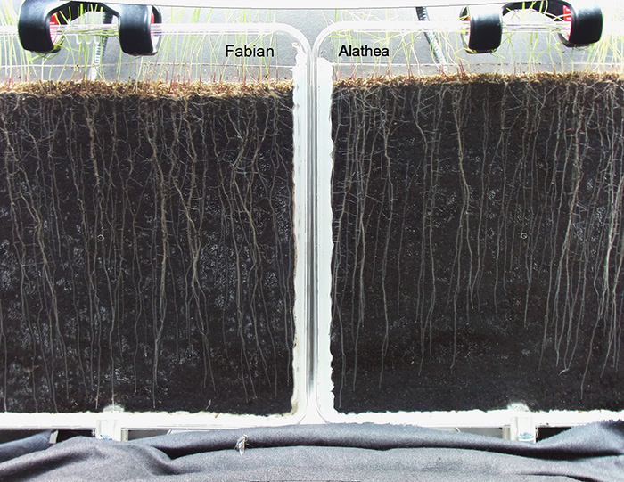 4Turf (left) demonstrating faster root establishment – 16 days from sowing