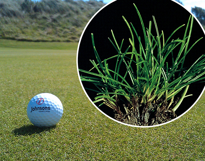 Johnsons Sports Seed J Fescue used on a golf course