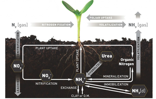 A graphic showing the nitrogen cycle