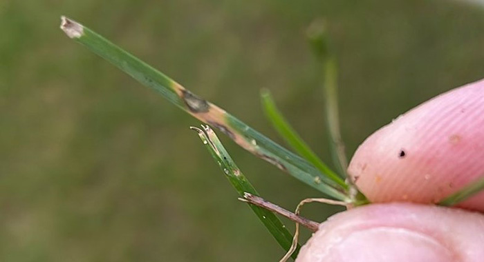 ryegrass infected with Gray Leaf Spot (GLS)
