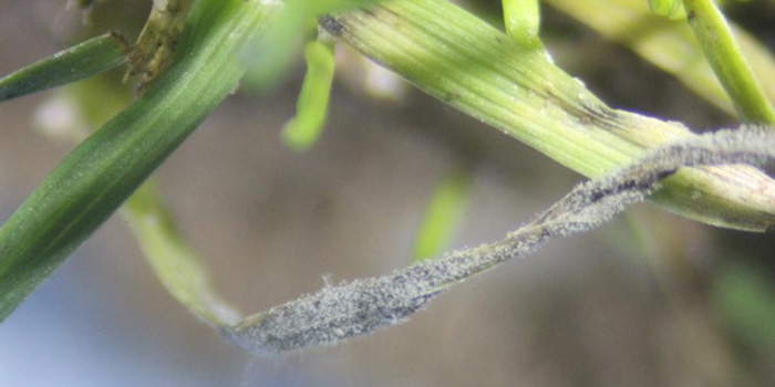 Grey Leaf Sport (GLS) infecting grass
