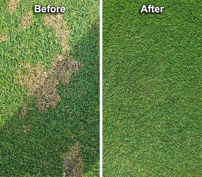 Alderney Golf Club Dollar Spot, before and after treatment by Origin Amenity Solutions