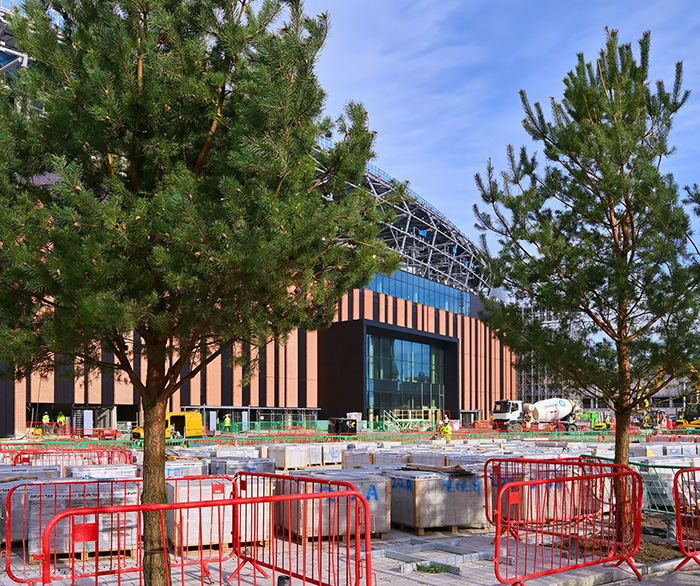 Some of the new trees in the Fan plaza