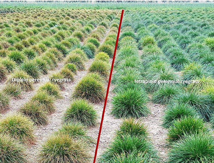 diploid vs tetraploid results