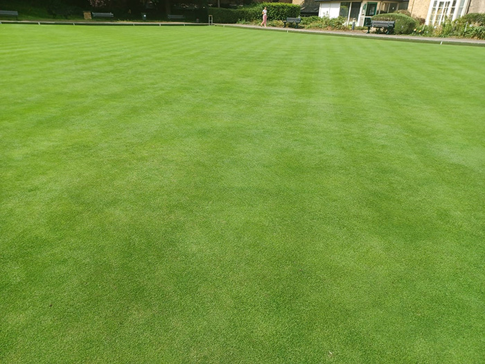 A treated, healthy bowling green pitch