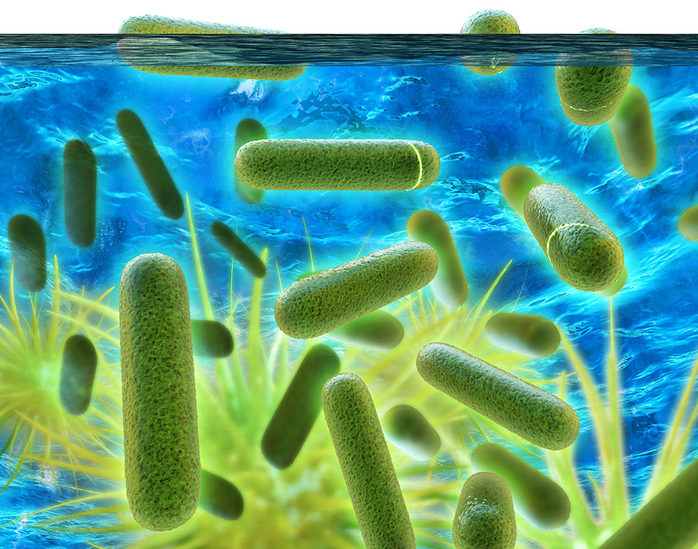 Legionella bacteria